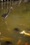 Great Blue Heron, Koi, and Turtles