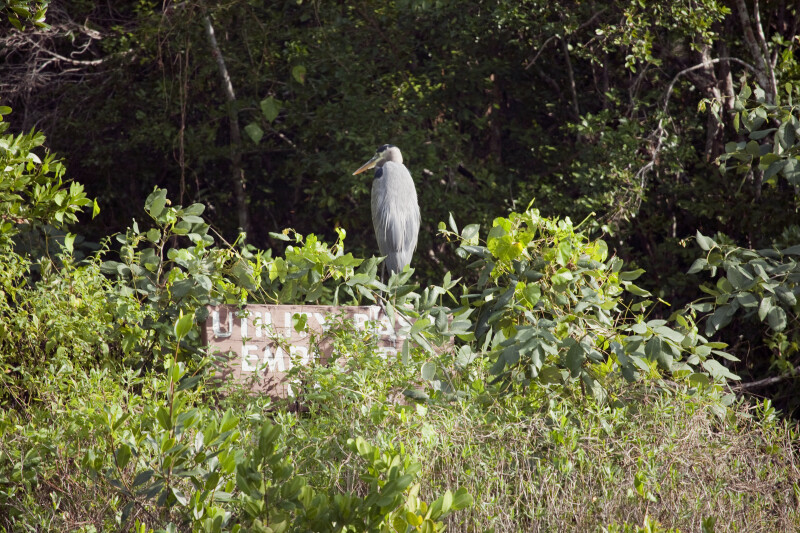 Great Blue Heron on Sign