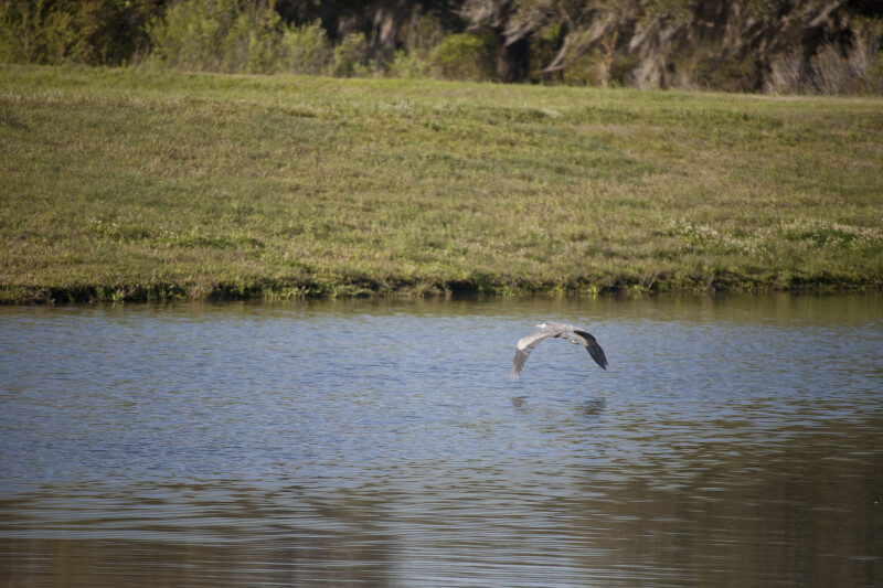 Great Blue Heron Over Pond
