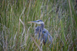 Great Blue Heron Pictured Amongst Grass