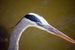 Great Blue Heron Plumage