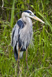 Great Blue Heron Standing in Grass at Shark Valley of Everglades National Park