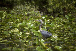Great Blue Heron Standing in Shallow Water Amongst Aquatic Plants
