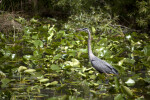 Great Blue Heron Standing in Shallow Water Amongst Aquatic Vegetation with its Neck Straightened