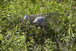 Great Blue Heron Standing in Vegetation