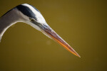 Great Blue Heron Staring