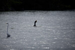 Great Blue Heron Swallowing Fish