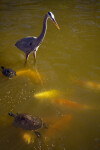 Great Blue Heron Walking Near Turtle