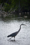 Great Blue Heron Walking Through Water