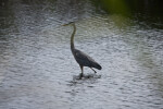 Great Blue Heron Walking