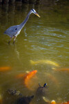 Great Blue Heron Watching Koi and Turtles