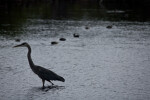 Great Blue Heron with Ducks