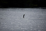 Great Blue Heron with Fish Swallowed