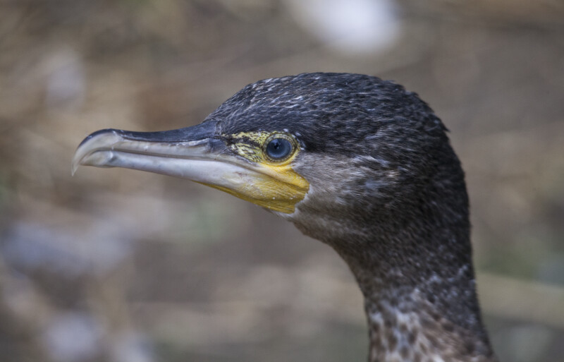 Great Cormorant Detail
