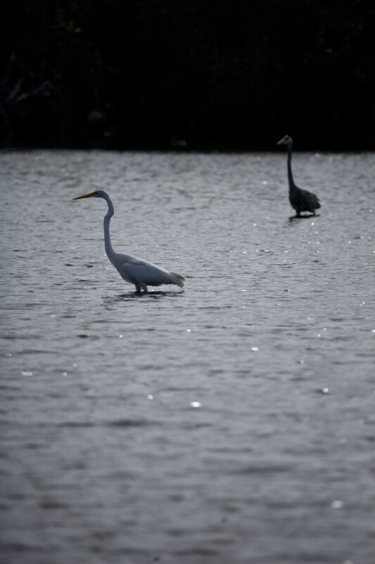 Great Egret and Blue Heron