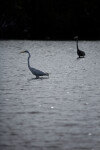 Great Egret and Blue Heron