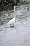 Great Egret and Ducks