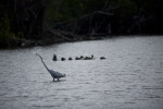 Great Egret and Ducks