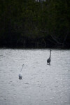Great Egret and Great Blue Heron