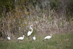 Great Egret and Ibises