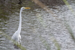 Great Egret at Mrazek Pond