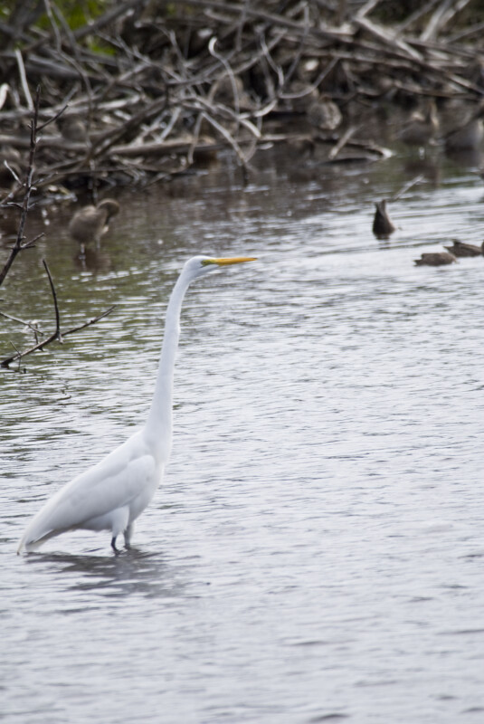 Great Egret by Shore