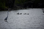 Great Egret, Ducks, and Great Blue Heron