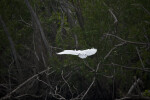 Great Egret Flying