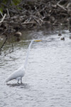 Great Egret in the Water