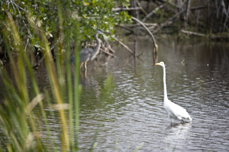 Great Egret Near the Shore