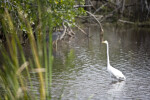 Great Egret Near the Shore