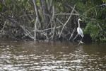 Great Egret on Branch