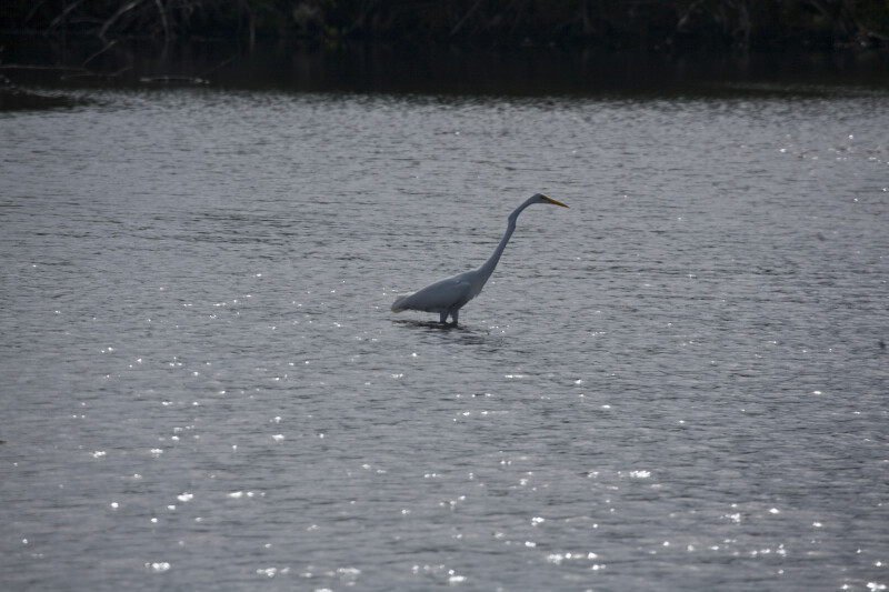 Great Egret Stalking Fish