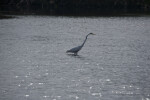 Great Egret Stalking Fish