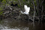 Great Egret Taking Flight