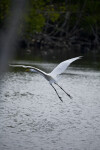 Great Egret Taking Off