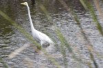 Great Egret Through Grass