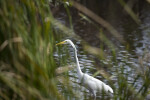 Great Egret Through Grass