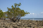 Great Egret to the Right of a Mangrove Tree