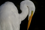 Great Egret with Head Tilted Downward