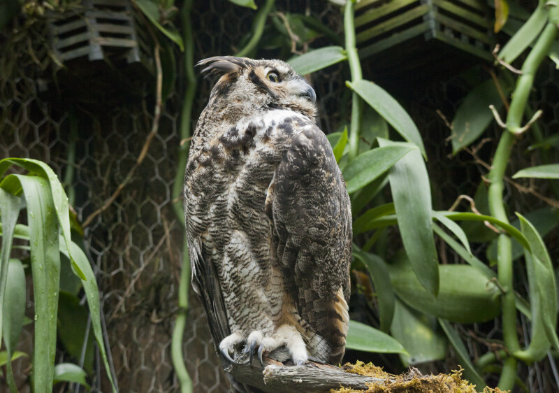 Great Horned Owl Perched on Branch with Head Turned