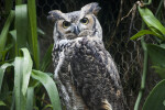 Great Horned Owl with Yellow and Black Eyes