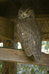 Great Horned Owl