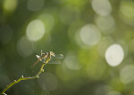 Great Pondhawk on Branch