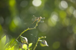 Great Pondhawk