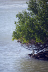 Great White Heron by Mangrove