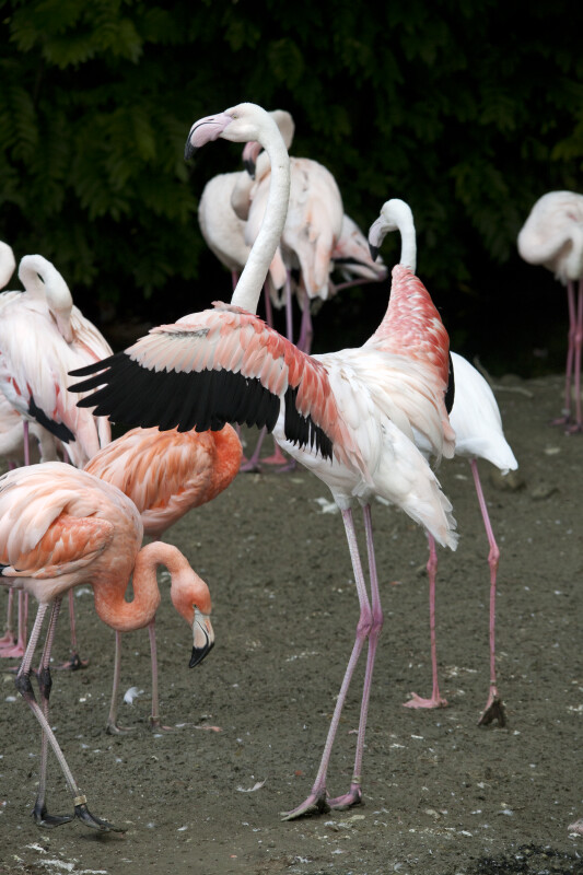 Greater Flamingo Landing
