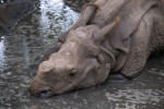 Greater Indian Rhinoceroses in Water