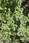 Greek Oregano