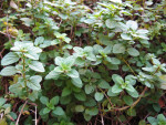 Greek Oregano